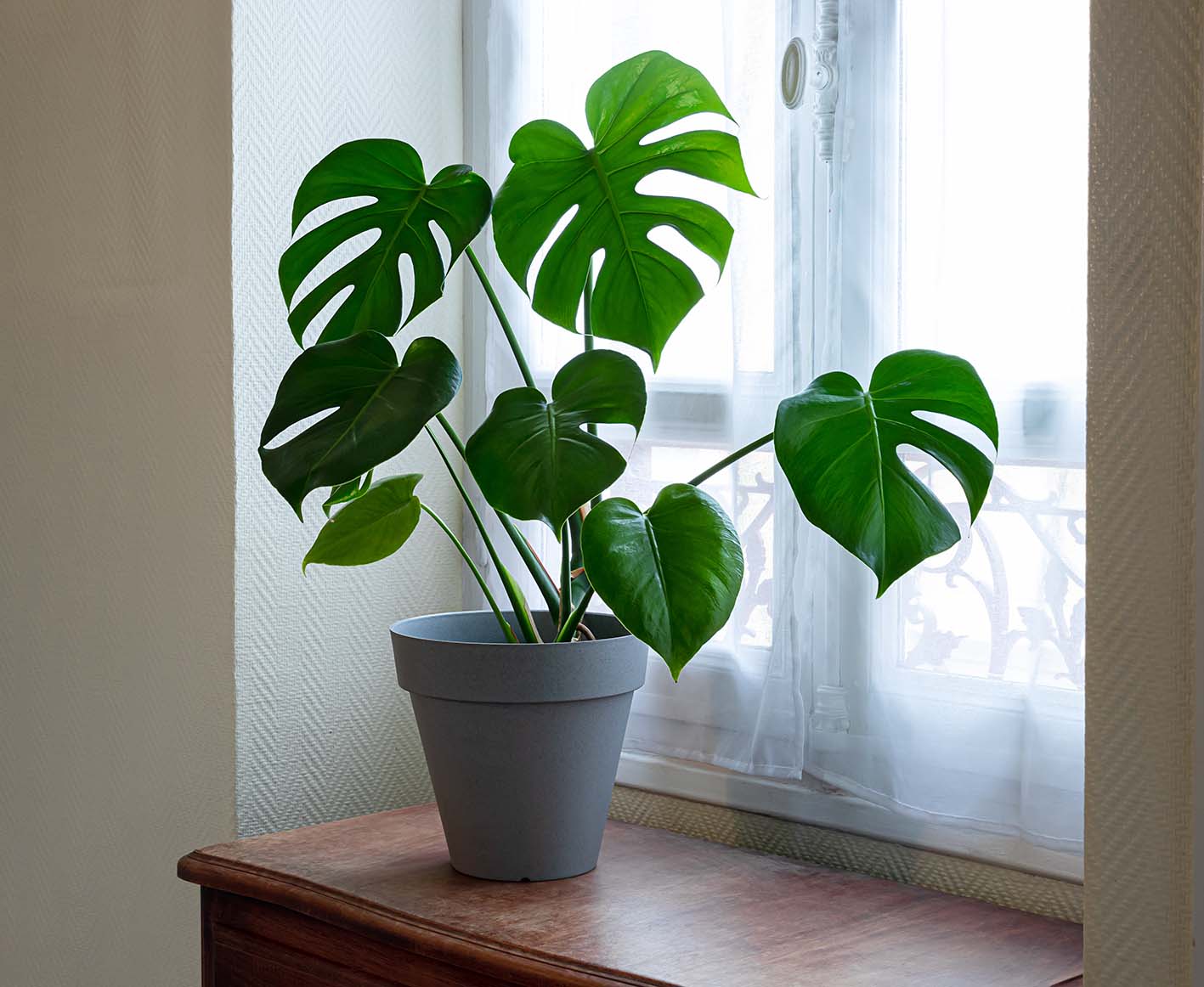 To φυτό για το σπίτι μας Monstera deliciosa 